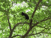 Climbing barn kitten.jpg